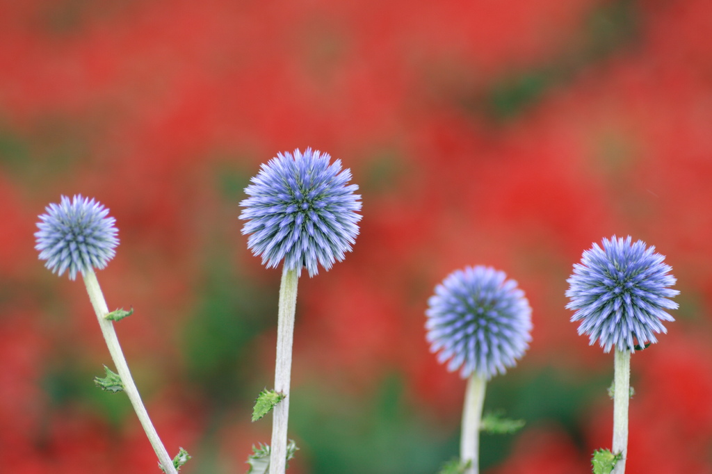 幻の花ヒゴタイ