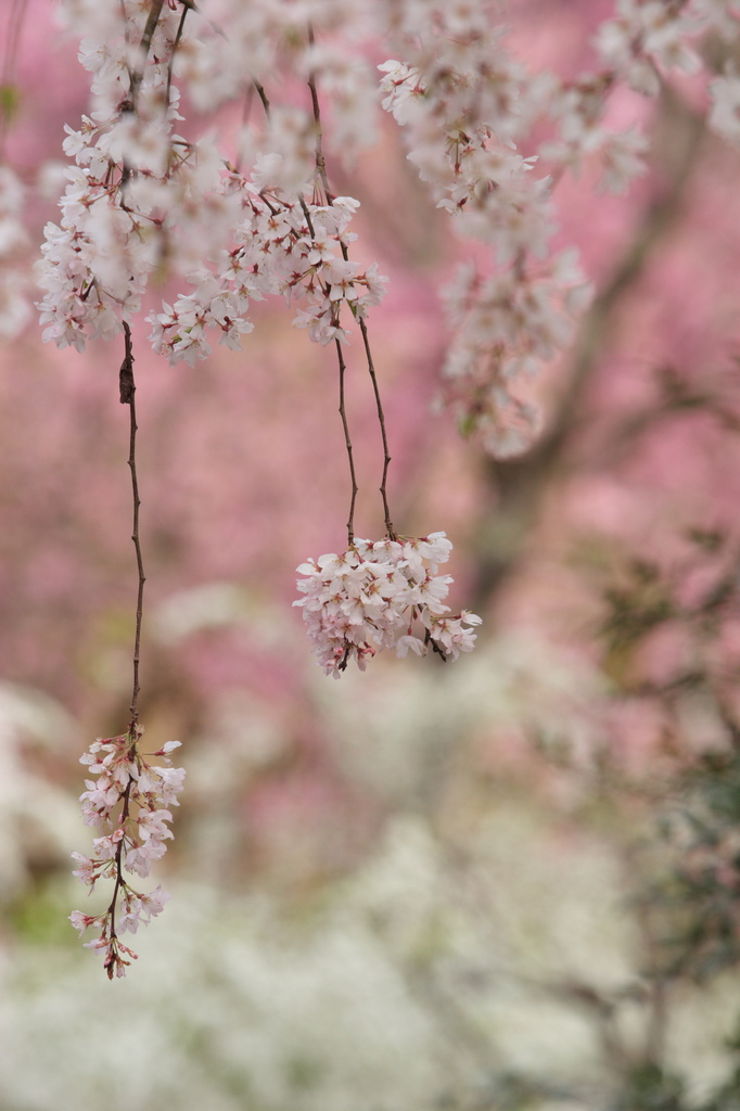 枝垂れ桜