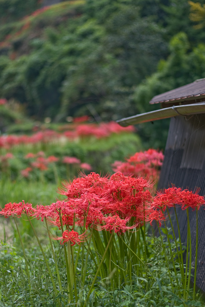 棚田の風景