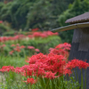 棚田の風景