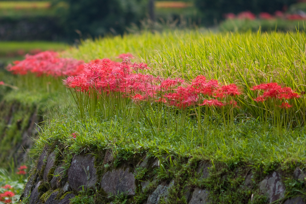 red edge