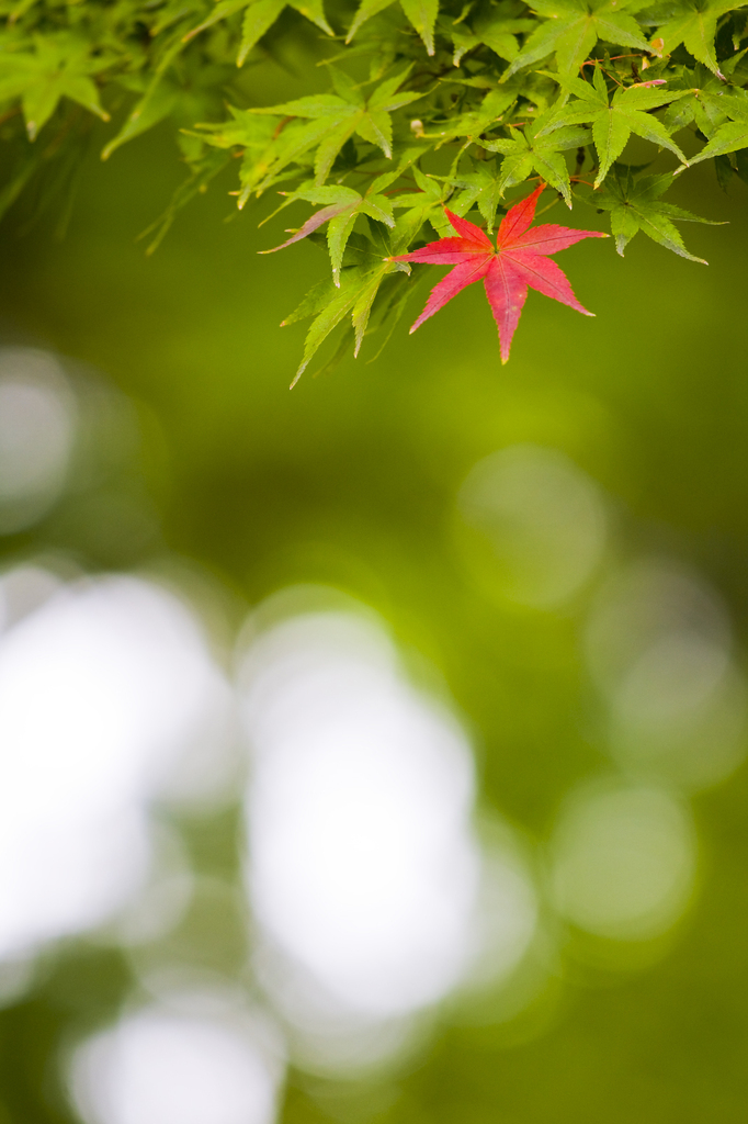 せっかち