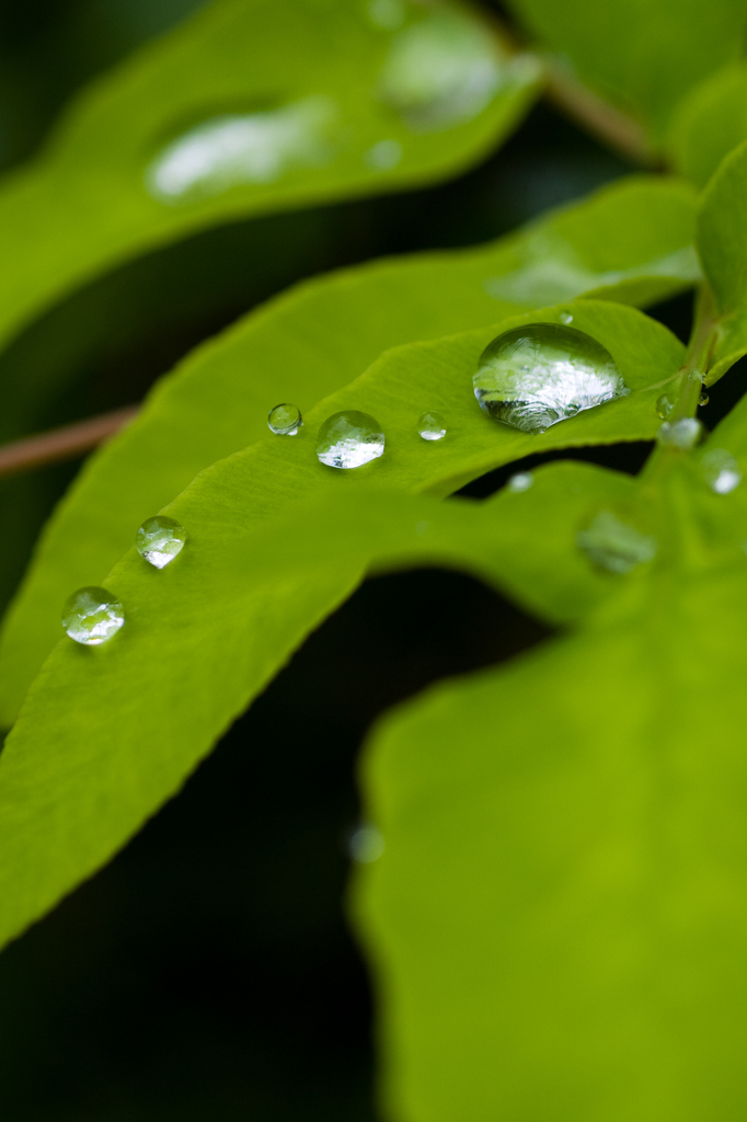 雨上がり