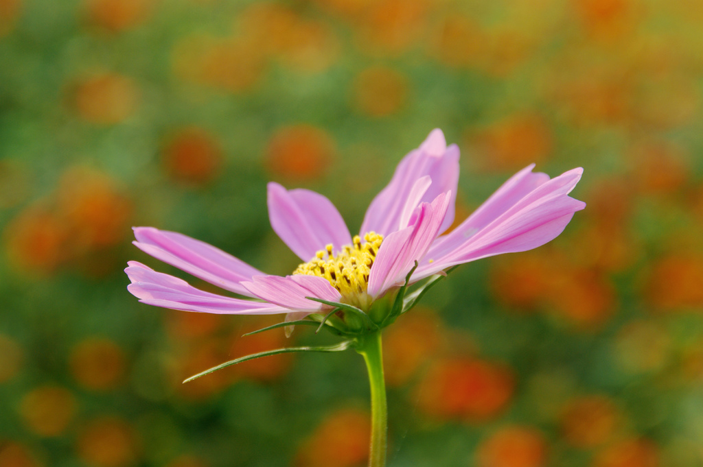 cosmos