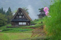 合掌造り