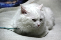 家の飼い猫　雄