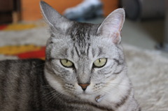 家の飼い猫　雌