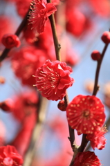 岡崎天満宮にて梅②
