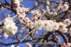 岡崎天満宮にて梅①