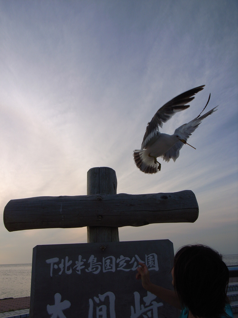海鳥