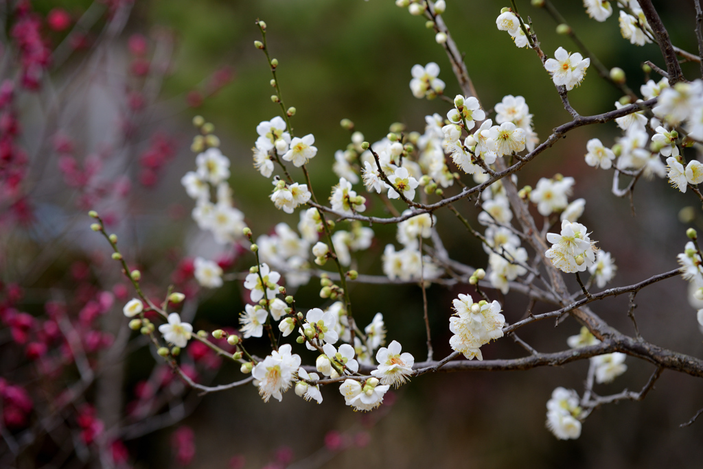 梅の花