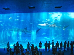 美ら海水族館