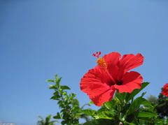 Hibiscus