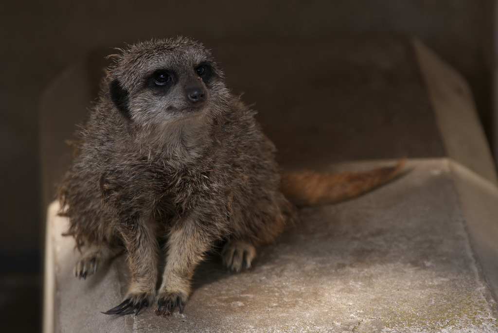 ZOOLOGICAL GARDENS