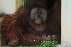 ZOOLOGICAL GARDENS