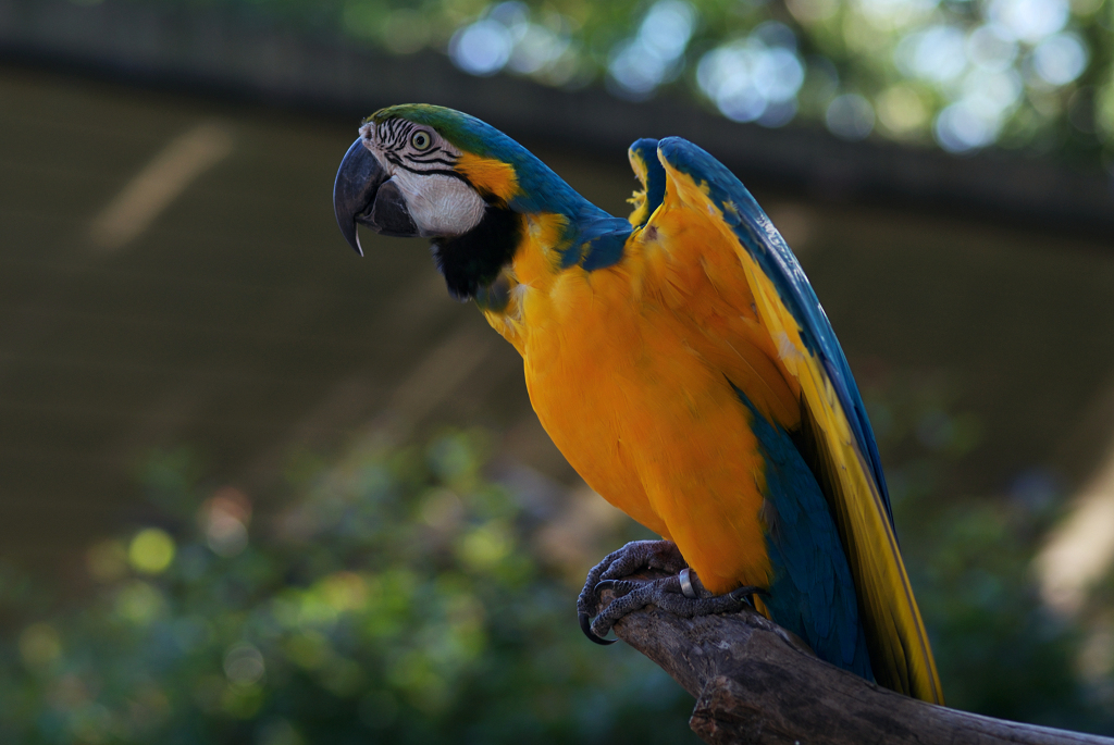 ZOOLOGICAL GARDENS