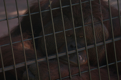 ZOOLOGICAL GARDENS