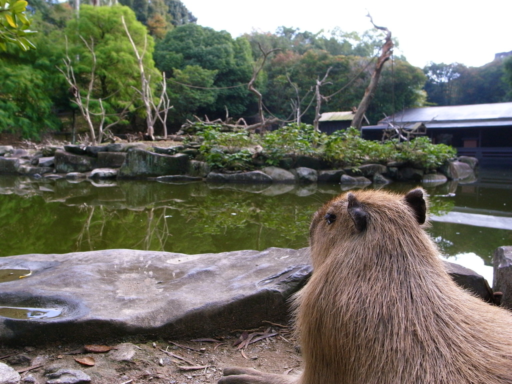 カピバラ
