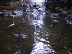 池の中のペンギン