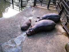 泳げなかったモモちゃん