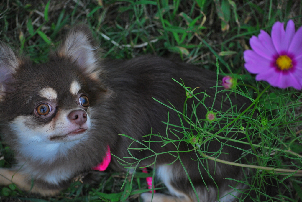 愛犬とコスモス