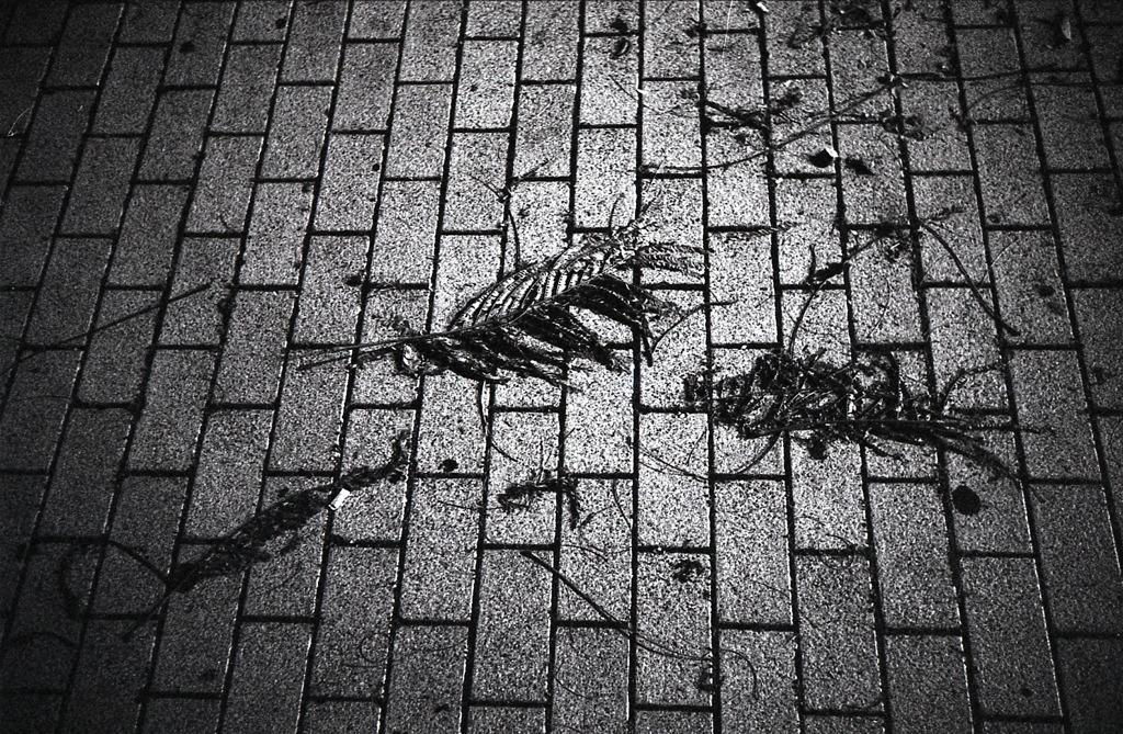 Melancholy Dreams
