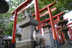 鳥居と野良