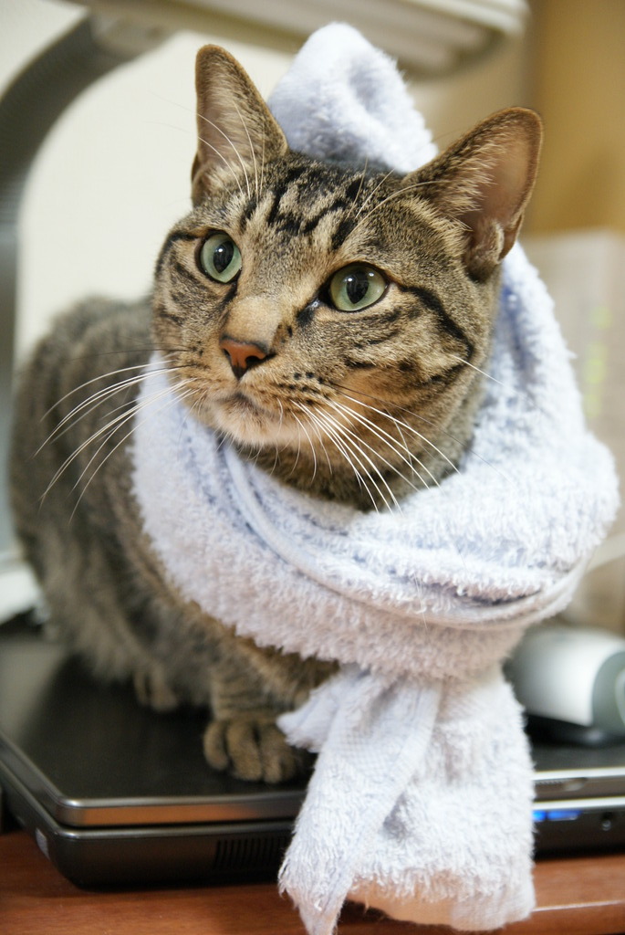 オシャレ