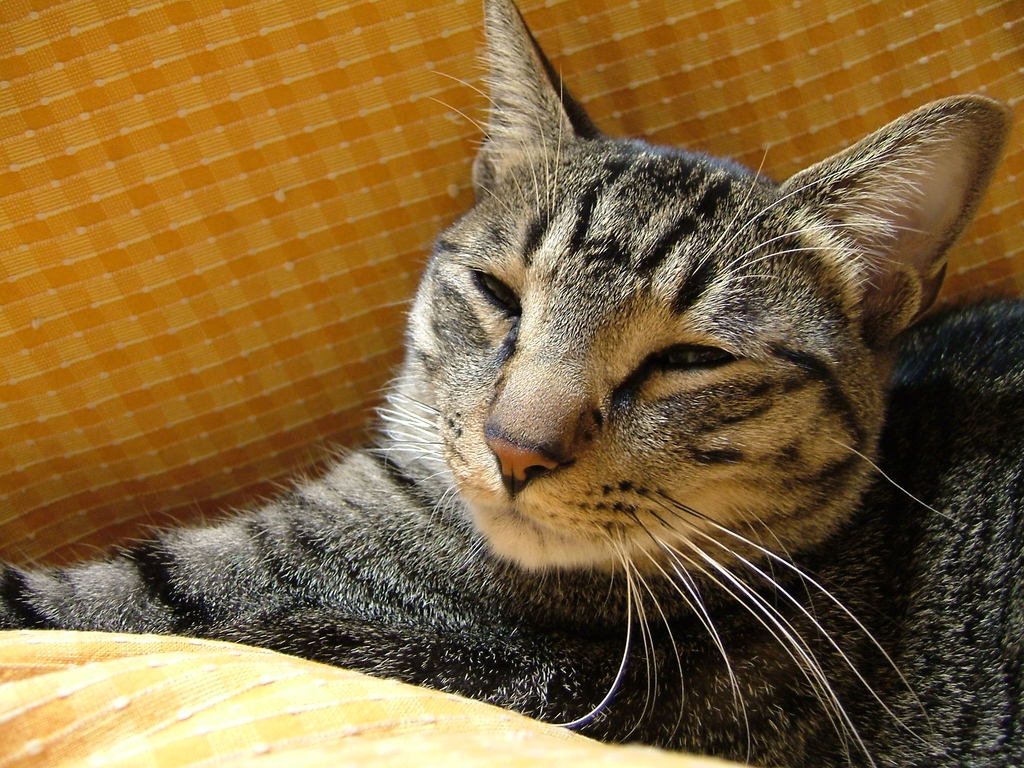 こたつネコ