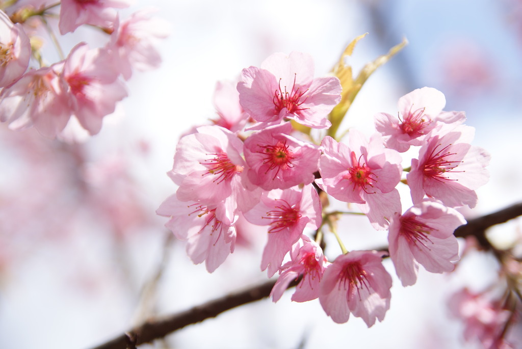 カワヅザクラ（河津桜）