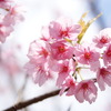 カワヅザクラ（河津桜）