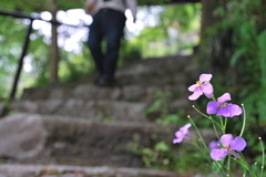 階段脇の花