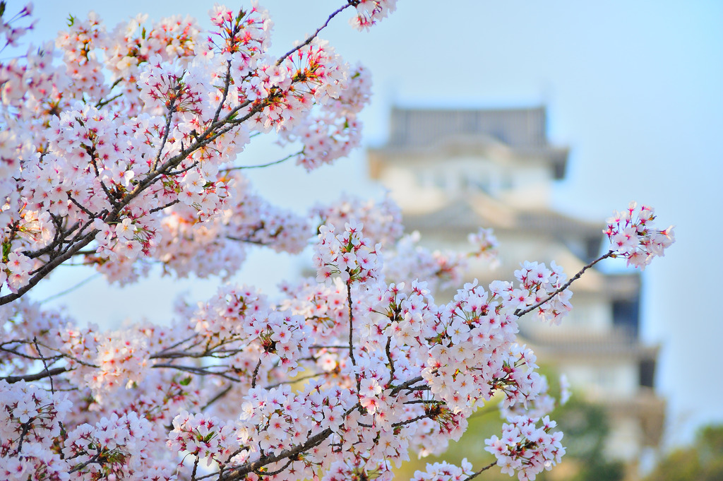 桜の姫路城