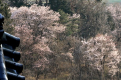 山桜