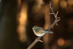 青い鳥を追いかけて
