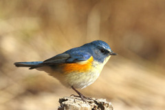 切り株のステージ