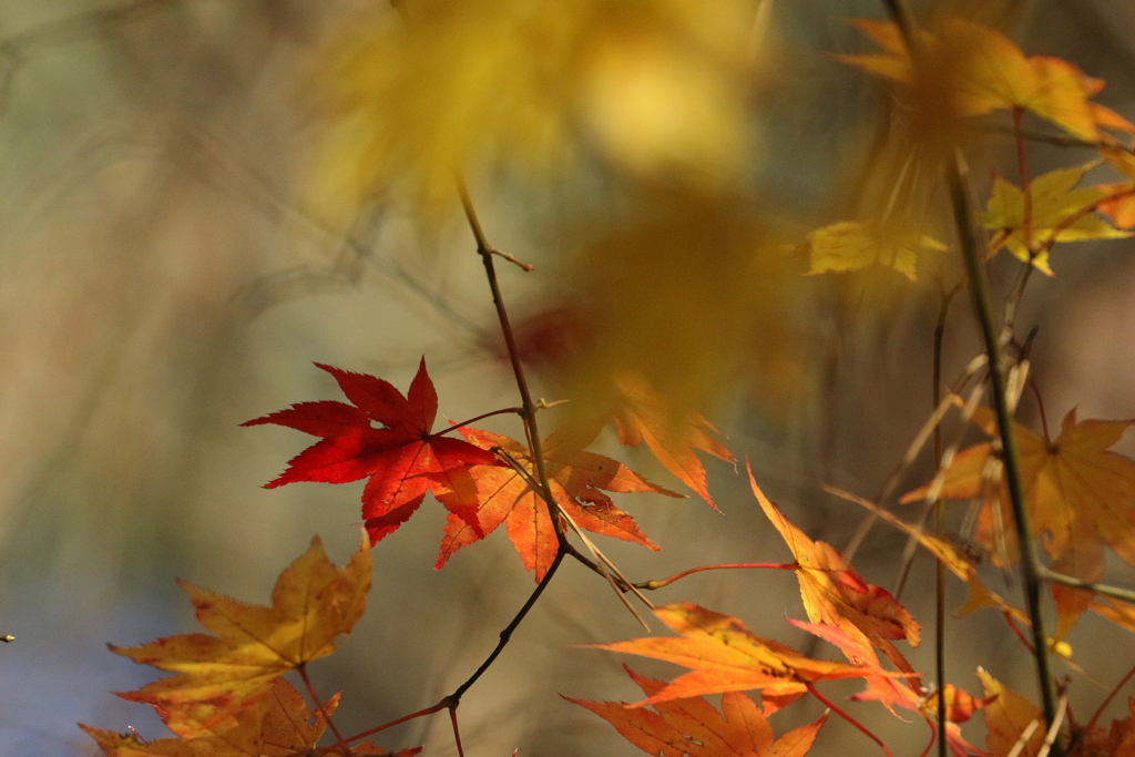 紅く