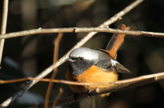 じょーびたき