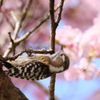 花見