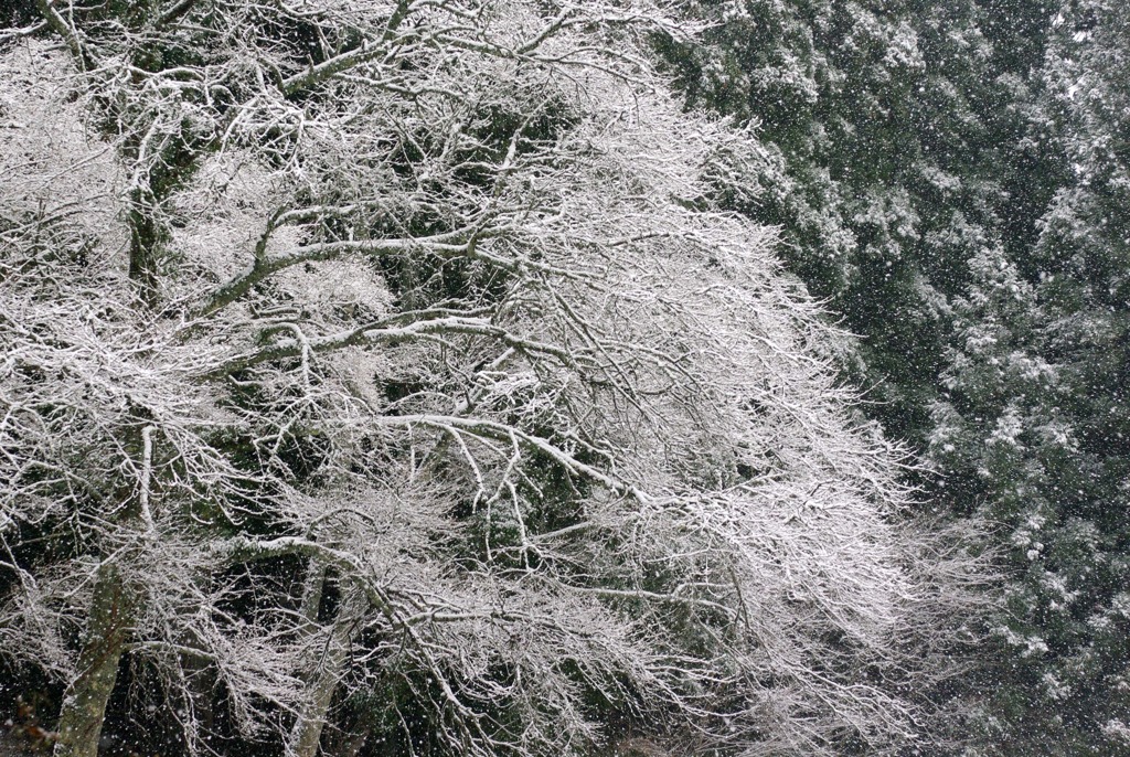 雪花びら舞う