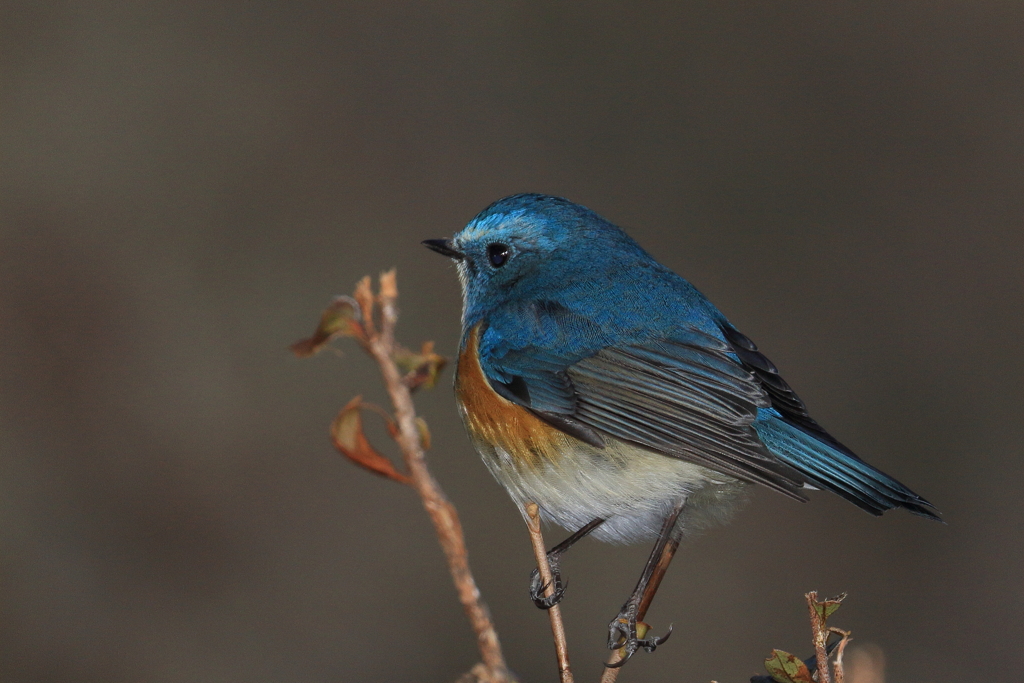 メタリックブルー
