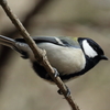 シジュウカラ