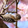 さくら