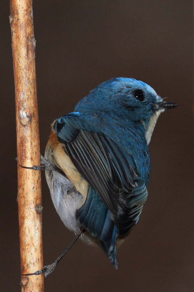 ディープブルー