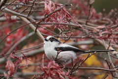 モミジしみじみ