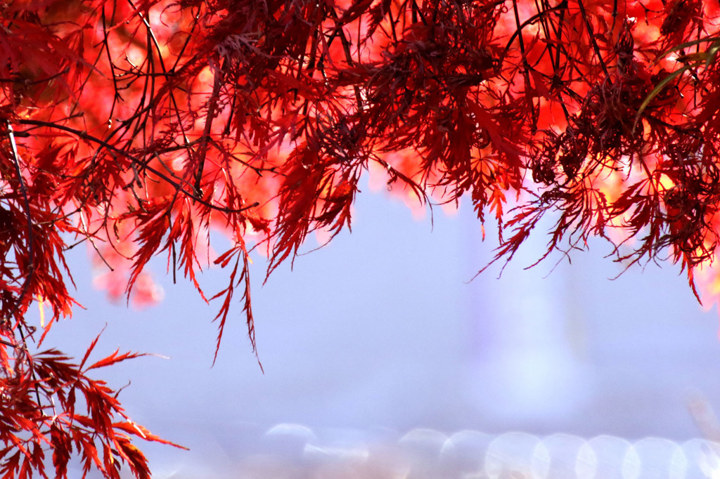 紅葉