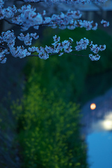 朝桜