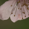 花弁