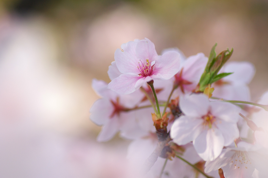 朝桜
