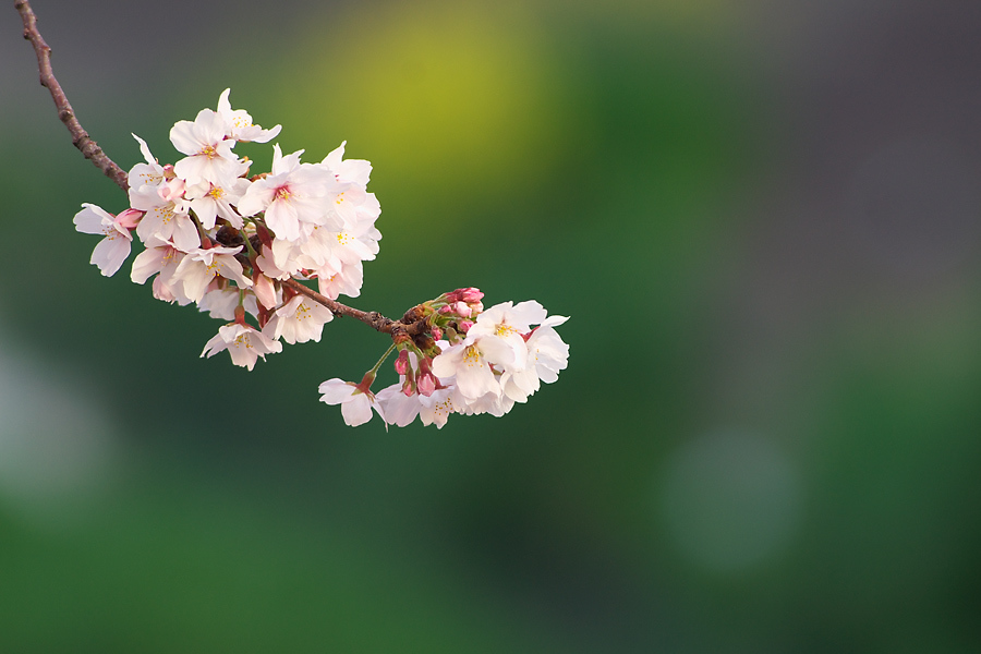 朝桜